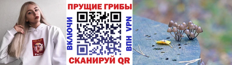 Псилоцибиновые грибы Cubensis  как найти закладки  Боровичи 
